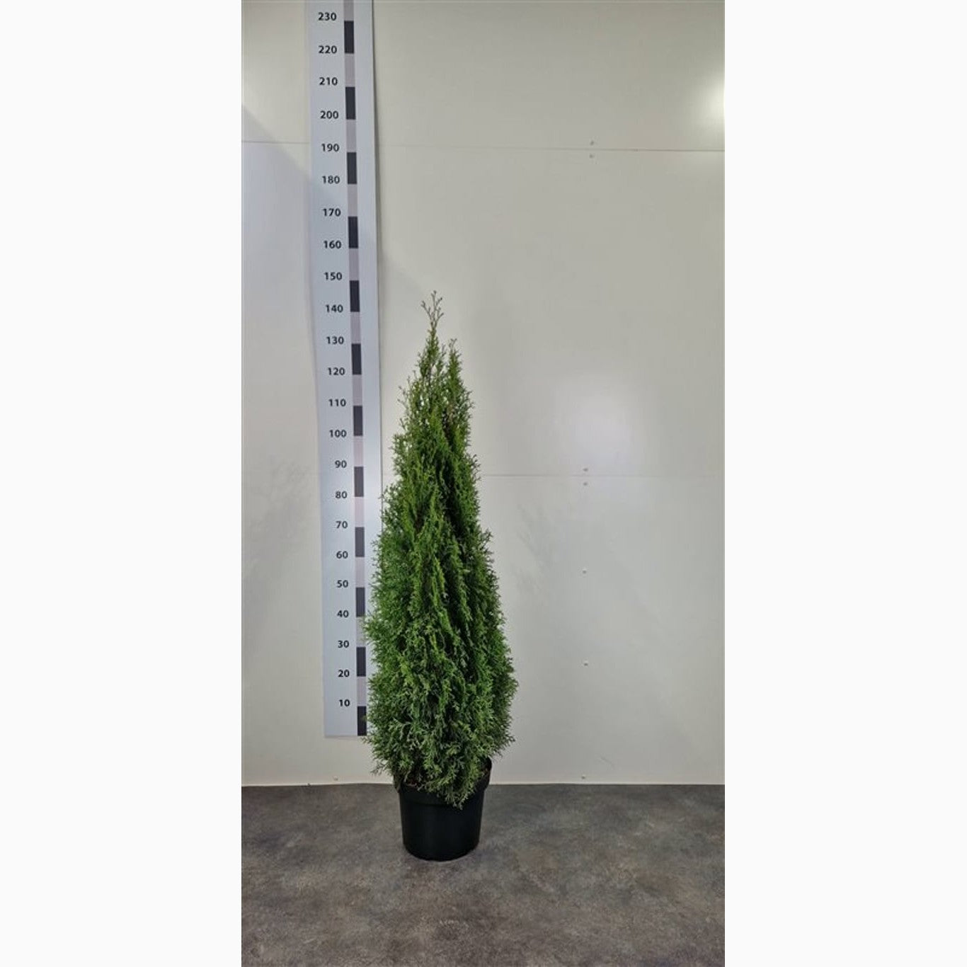 Thuja – Thuja occidentalis 'Smaragd' - C10 120-140 CM